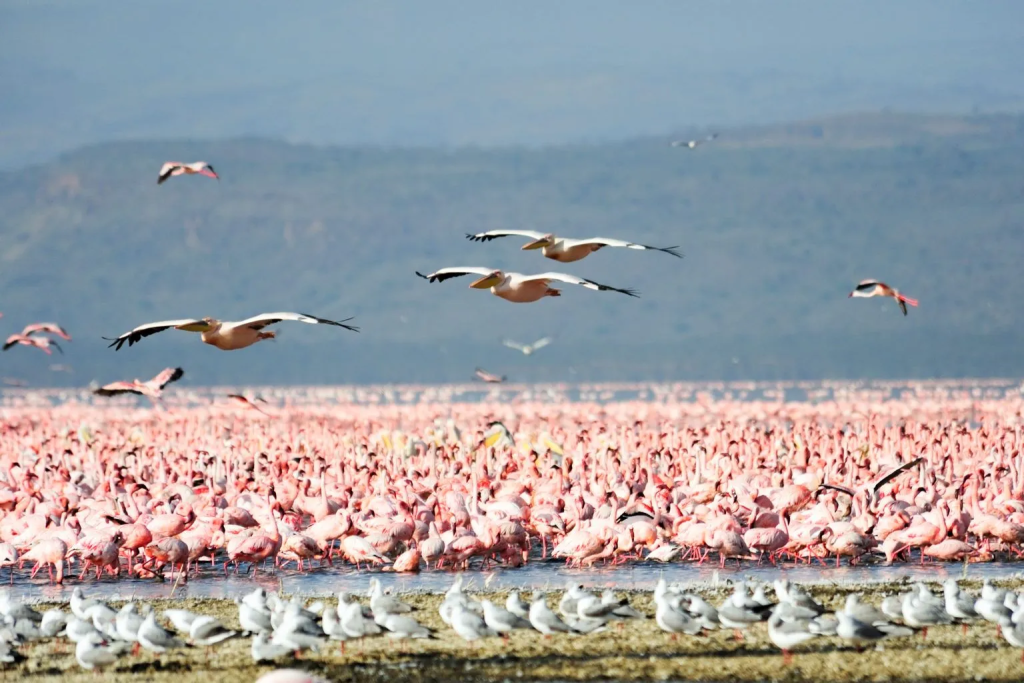 tanzania safari