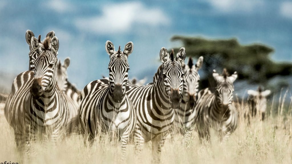 TANZANIA GROUP JOINING SAFARI