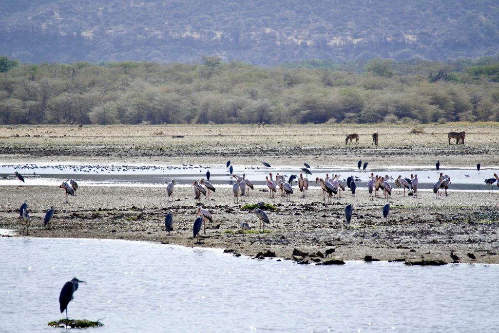 lake manyara national park