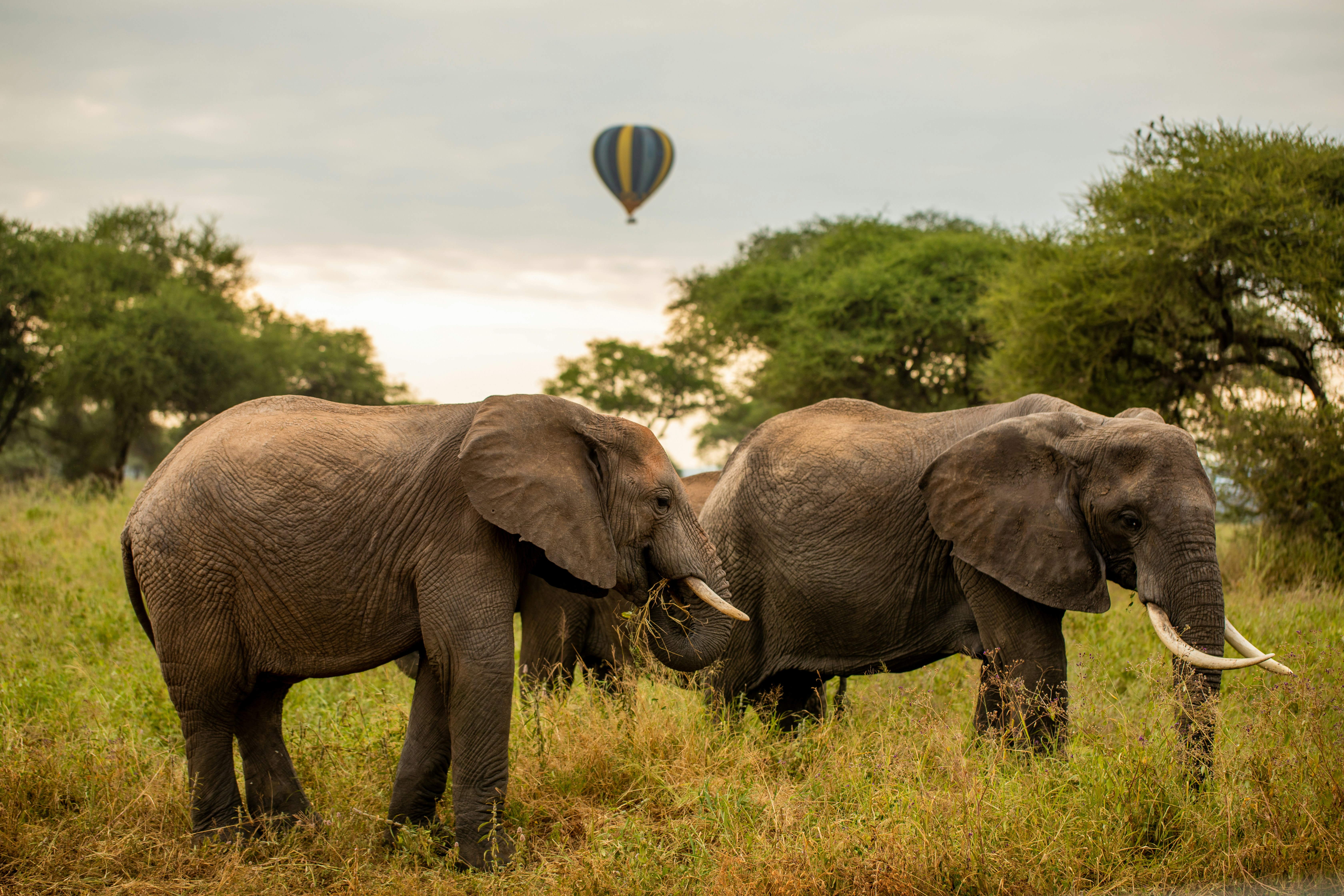 11 day tanzania safari