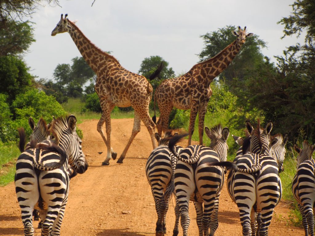 7 DAYS TANZANIA SAFARI