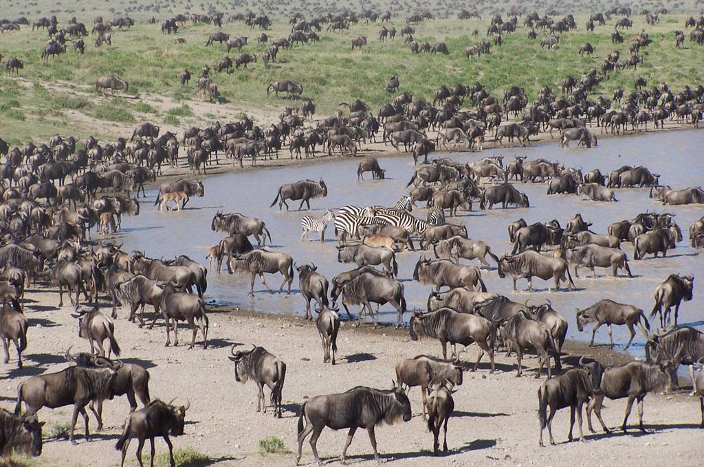 serengeti national park