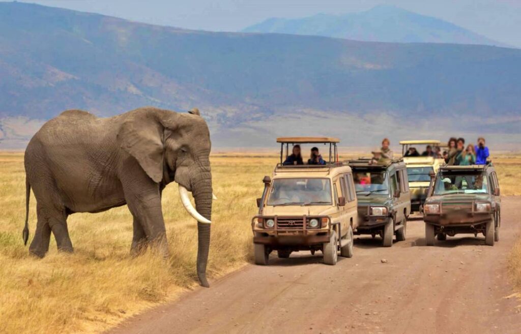 5 days Tanzania wildlife Safari