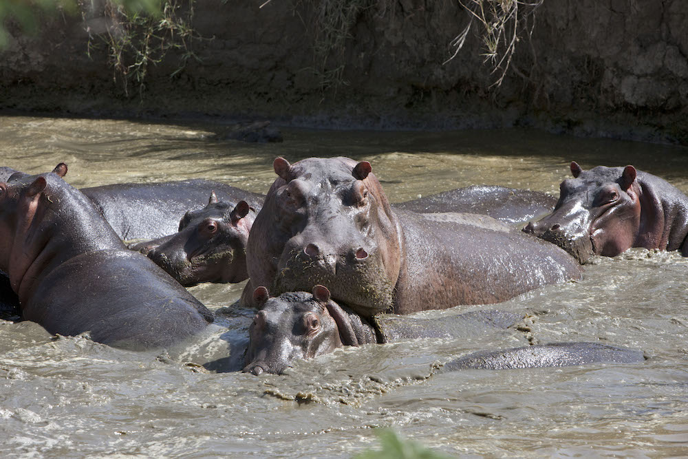 katavi national park