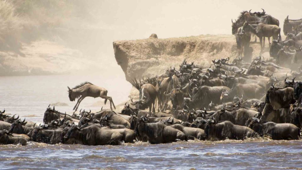 6 Days Migration Safari In Tanzania